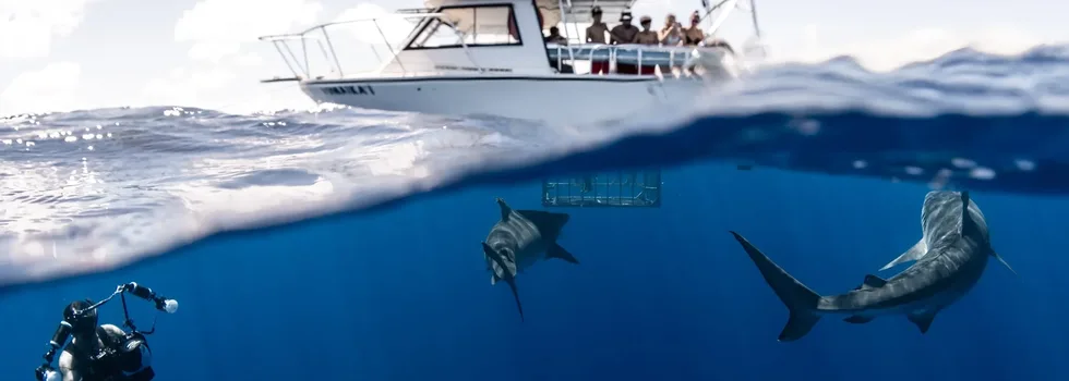 Sharks under boat haleiwa
