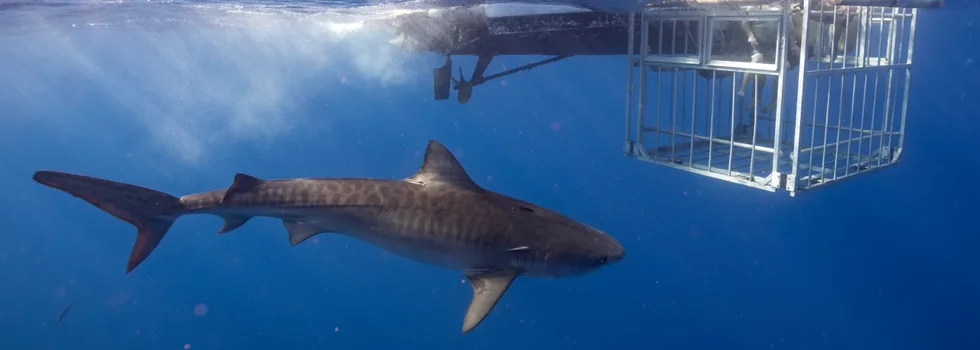 Tiger shark outside cage haleiwa