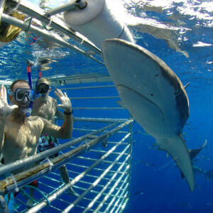 Shark Cage Diving