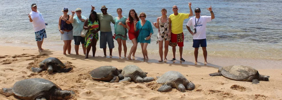 Hawaii Turtle Tour