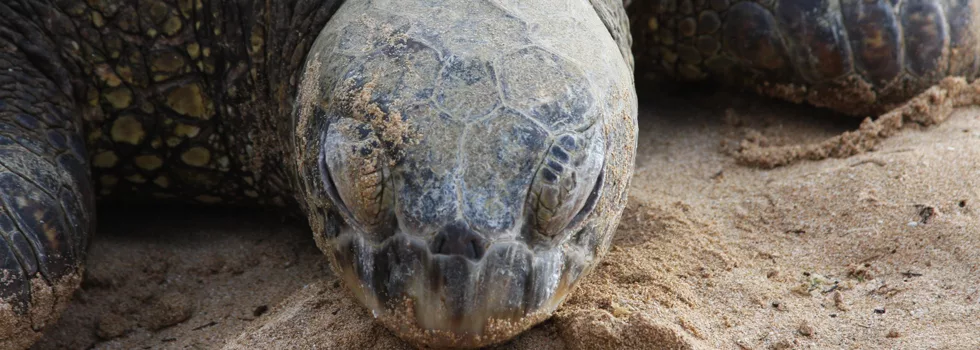 Turtle Beach Oahu