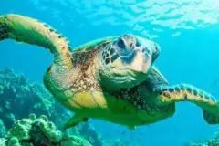 Turtle Eco Adventure Tour: Turtle tour oahu thumb 2022 11 26 235841 ylpj