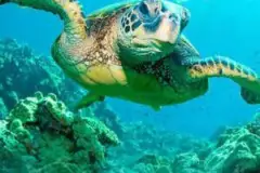 Turtle Eco Adventure Tour: Turtle tour oahu thumb 2022 11 26 235841 ylpj
