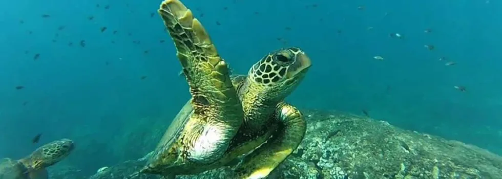 Turtle-closeup-hawaii