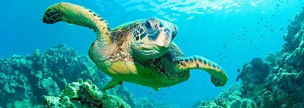 Where-to-swim-with-turtles-in-hawaii