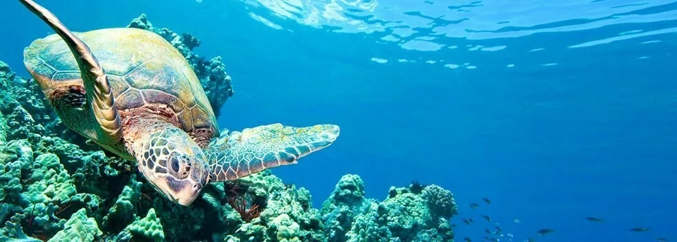 Turtle-tour-in-hawaii