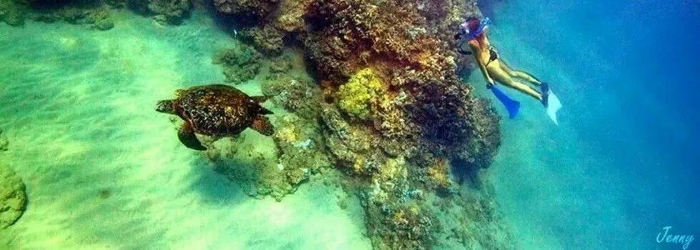 Swim-with-turtles-hawaii