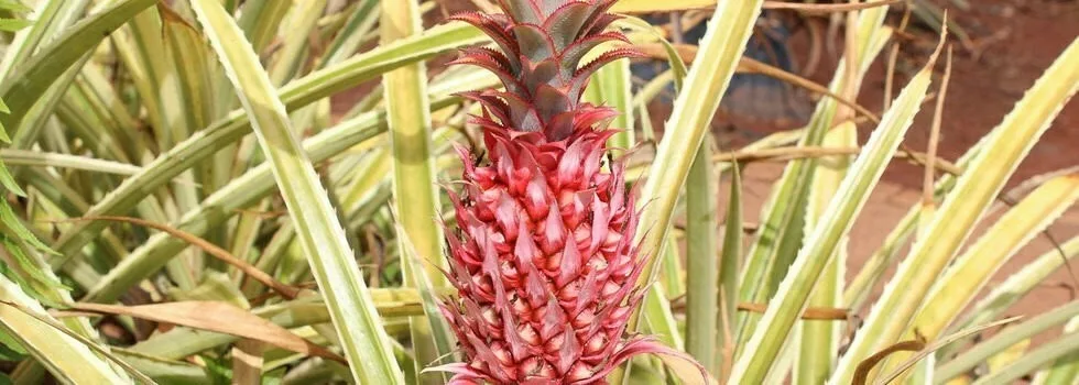 Pineapple-plantation-tour-hawaii