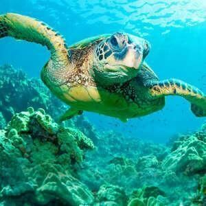 Turtle Eco Adventure Tour