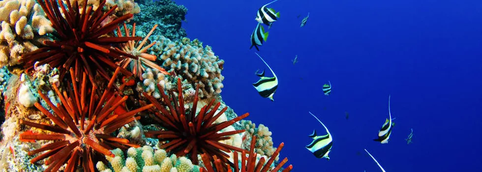 Scuba-diving-hilo-reef