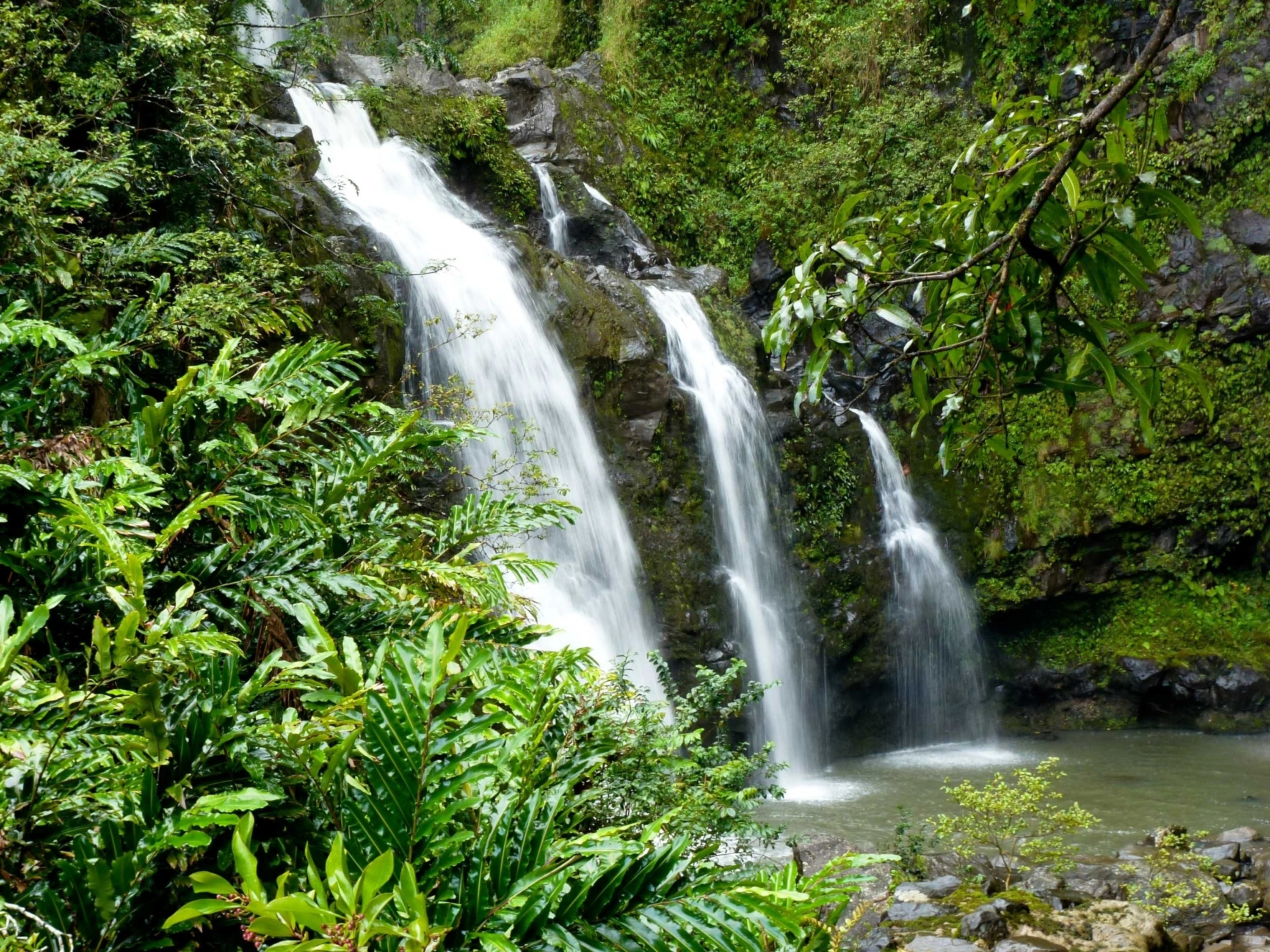 Maui header