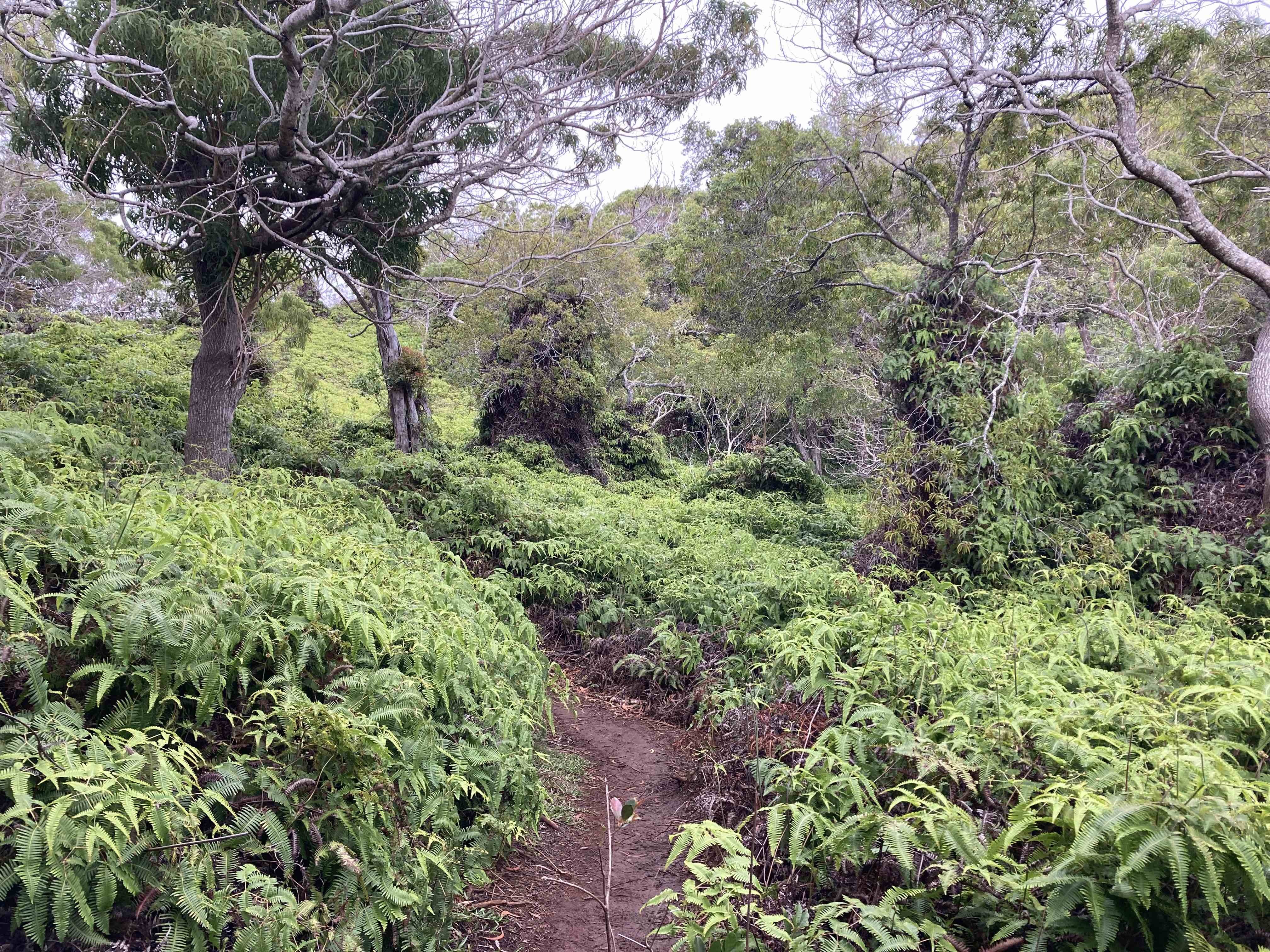 Awaawapuhi Trail in Kokee Kauai