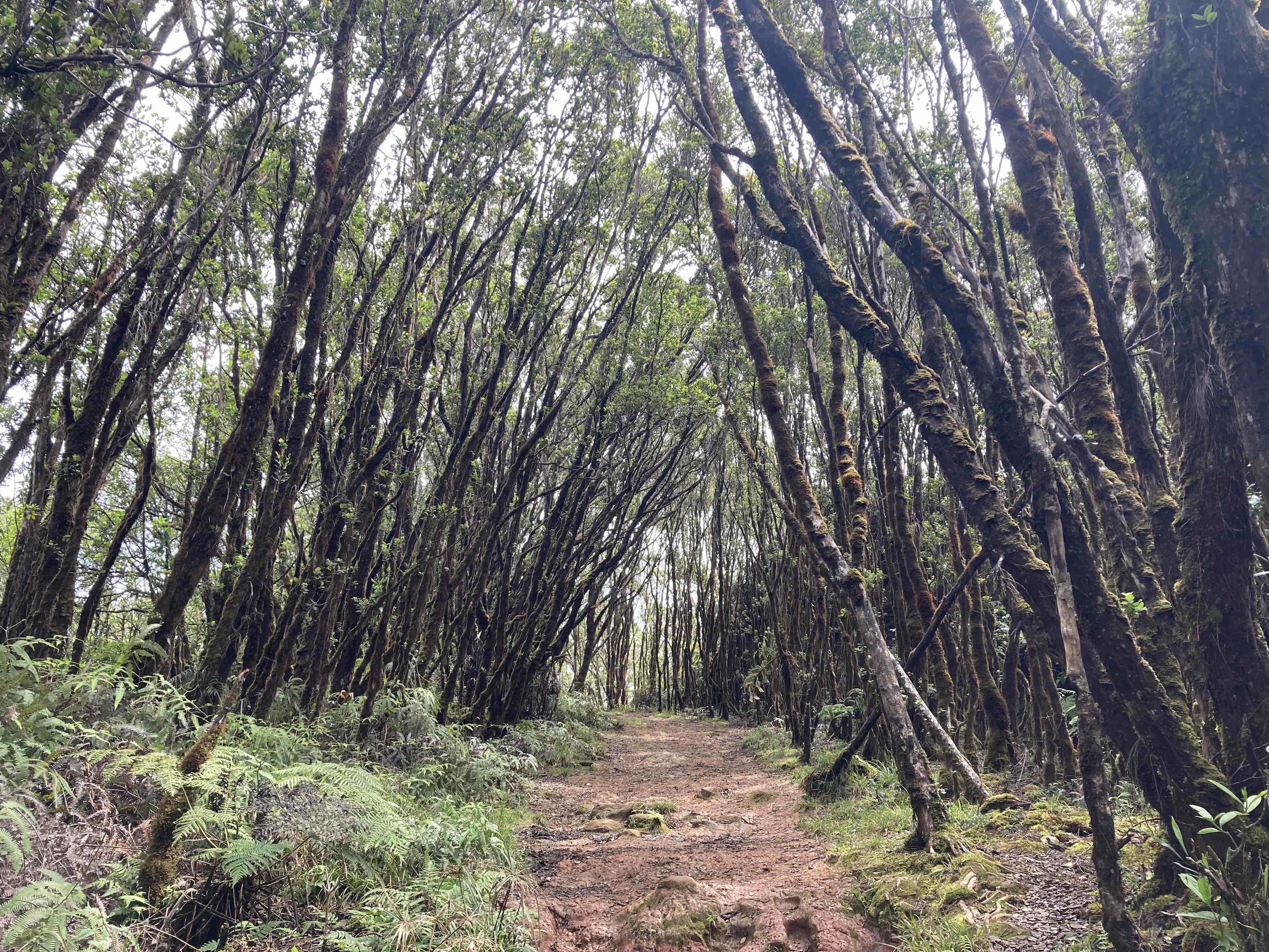 Kokee Kauai forest trails