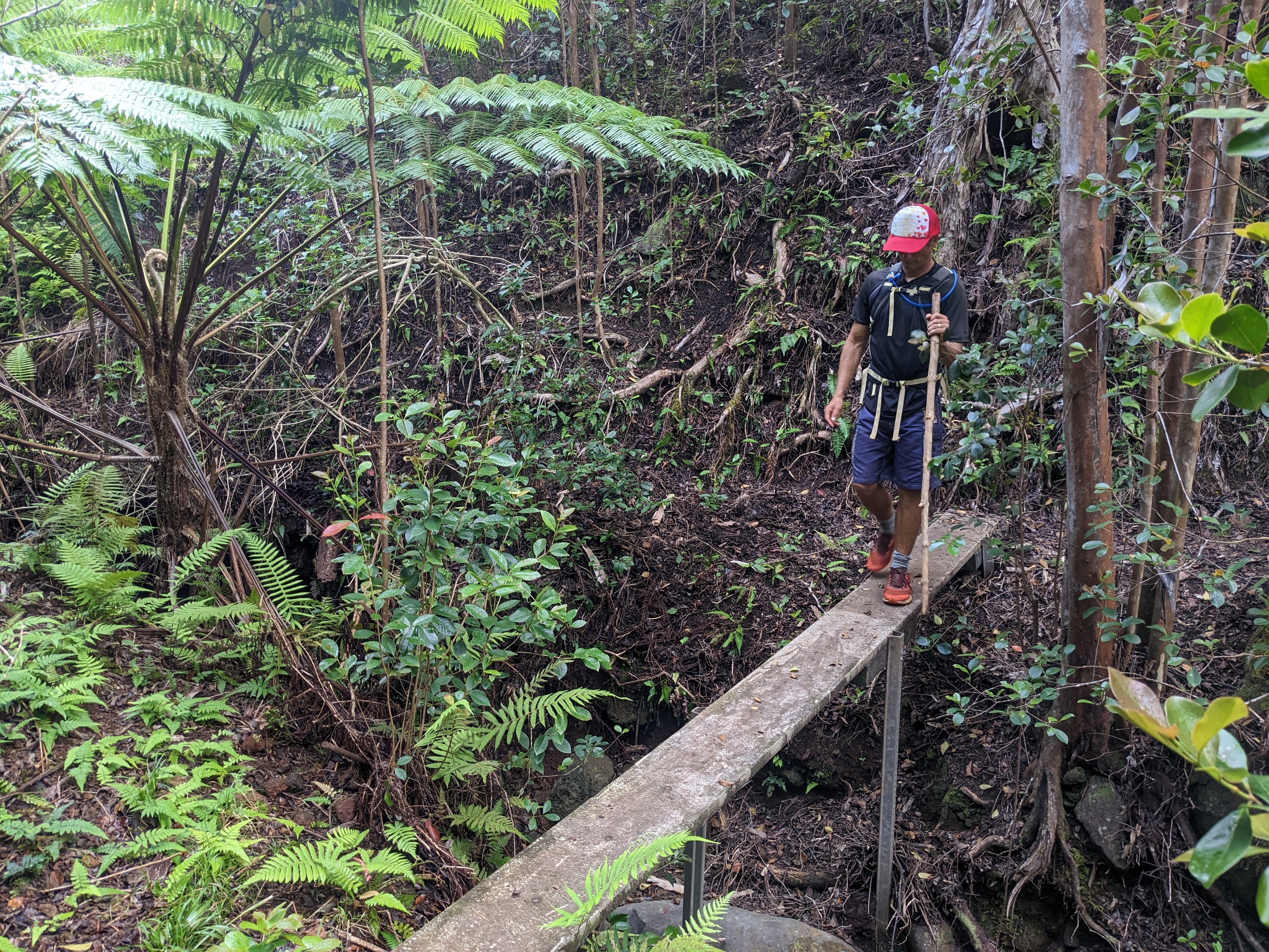 Nualolo Cliffs Trail forest hike