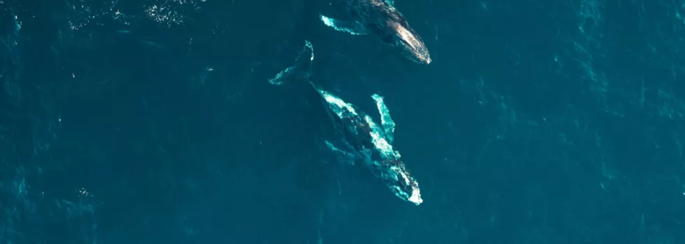 Drone view waikiki whale fleet