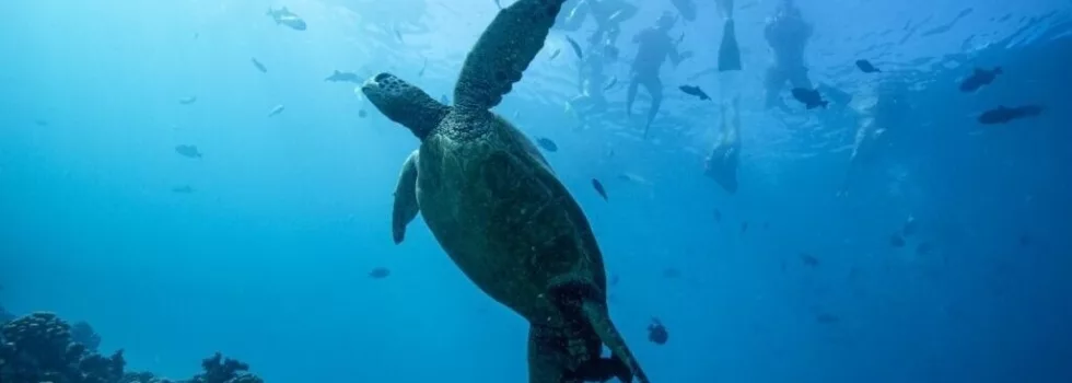 Turtle canyon snorkel pontoon waikiki