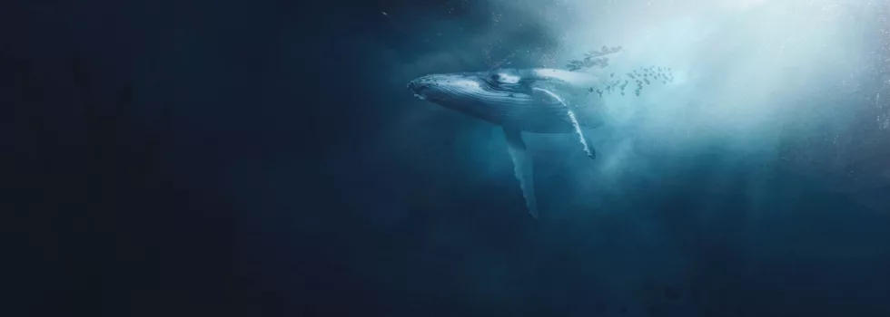 Underwater whale photo waikiki