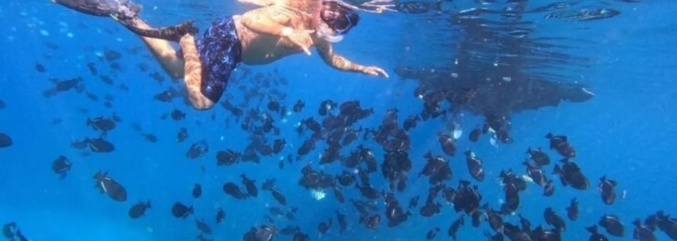 Waikiki reef snorkeling
