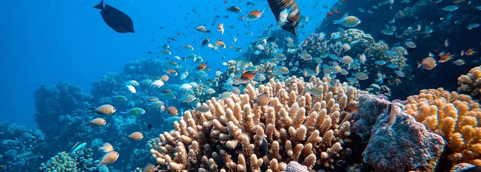 Waikiki snorkel reef