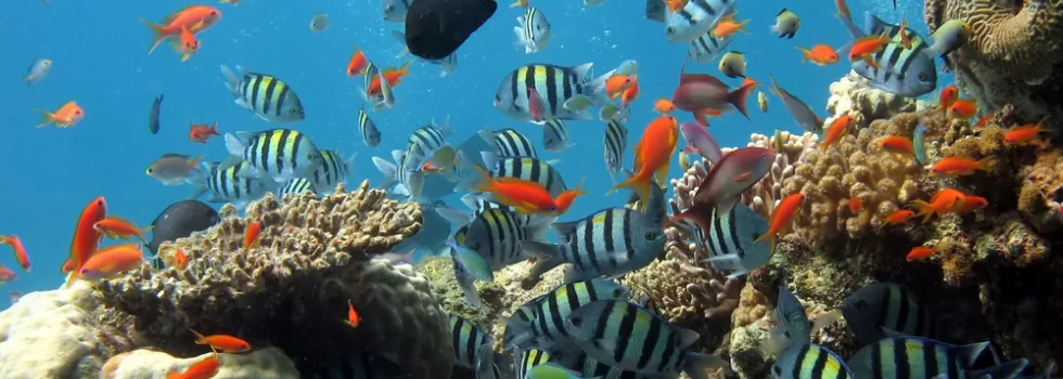 Waikiki turtle canyon reef