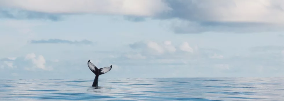 Whale tail waikiki tour