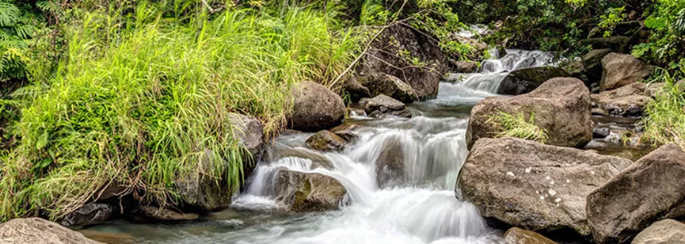 Iao valley sightseeing tour