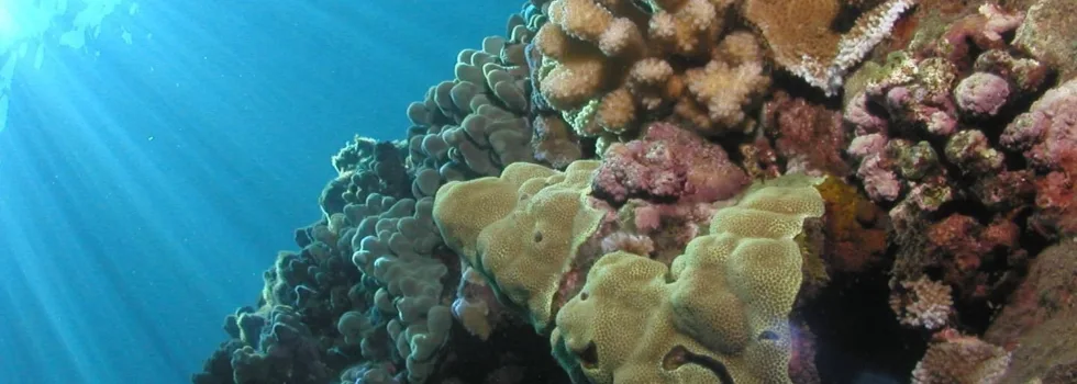 Healthy coral reef scuba maui