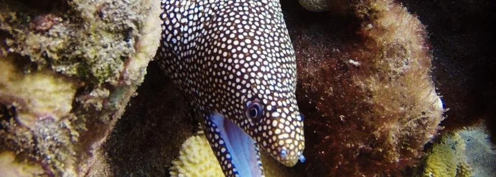 Moray eel scuba dive maui