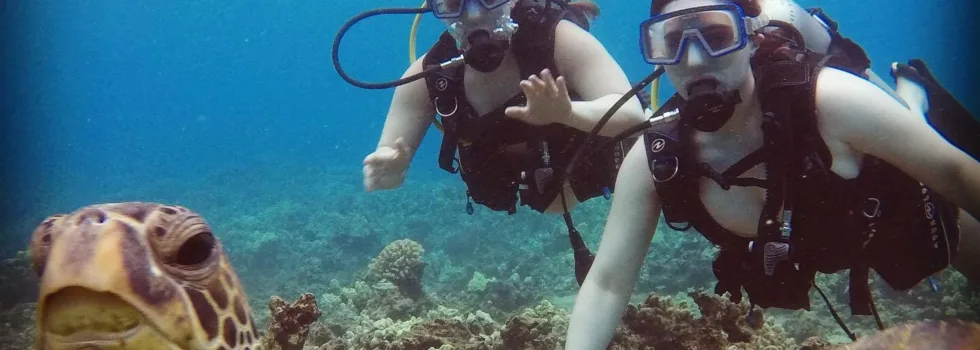 Scuba maui turtle and divers