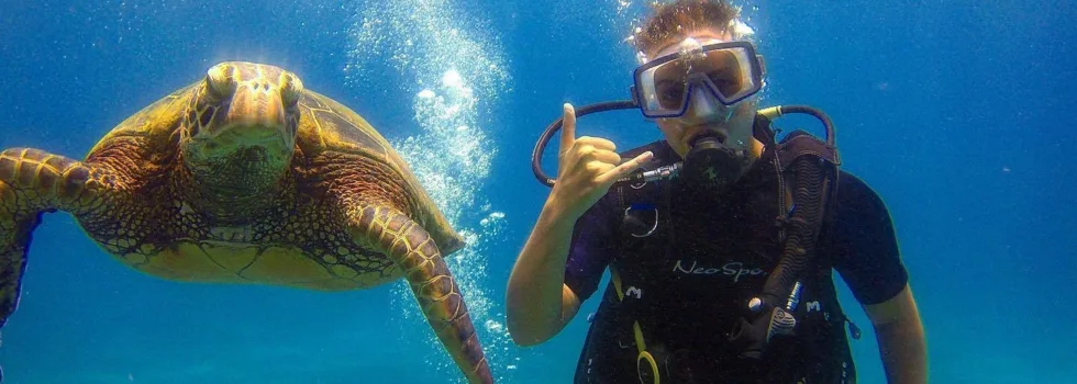 Shaka turtle scuba maui