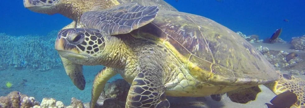 Turtle hug maui