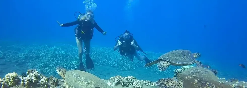 Mala wharf turtle dive