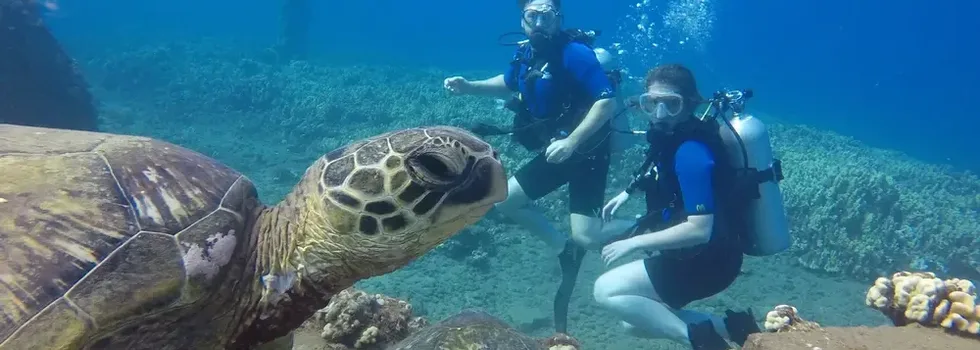 Turtle during refresher dive maui