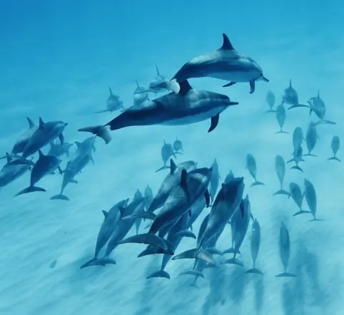 Swim with Wild Dolphins and Turtles photo 2