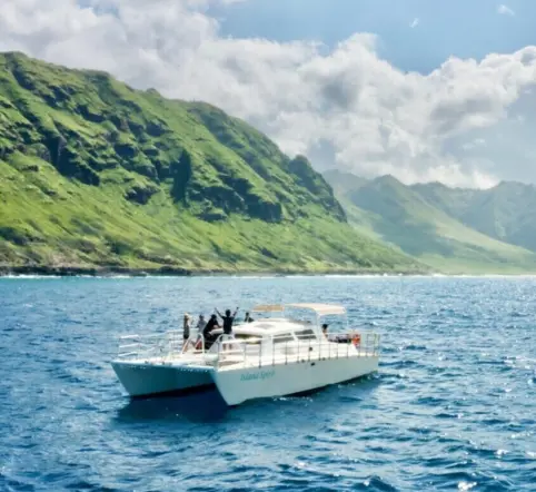 Swim with Wild Dolphins and Turtles photo 3