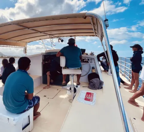 Swim with Wild Dolphins and Turtles photo 4