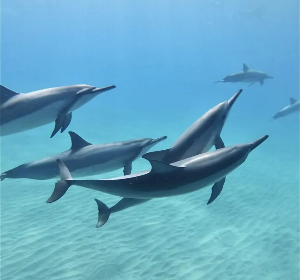 Swim with Wild Dolphins and Turtles