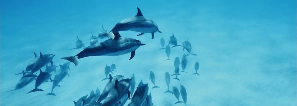 West oahu dolphin tour