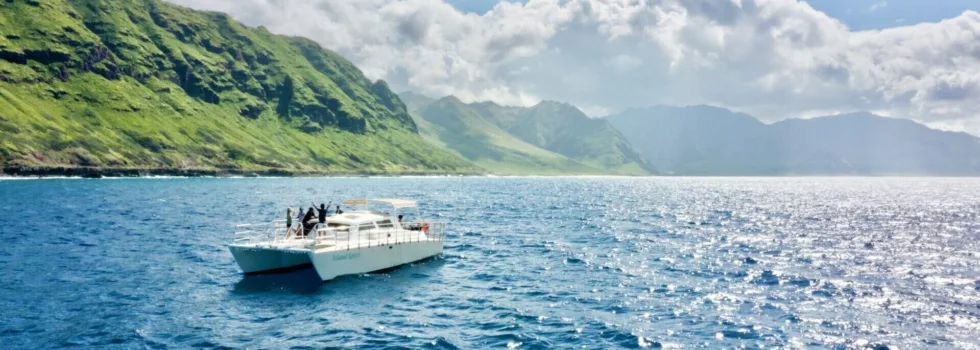 Dolphin swimming boat