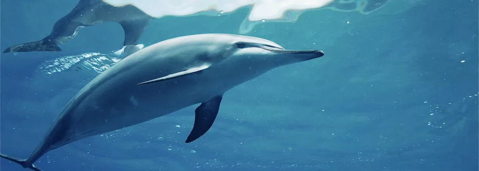 Where to see dolphins oahu