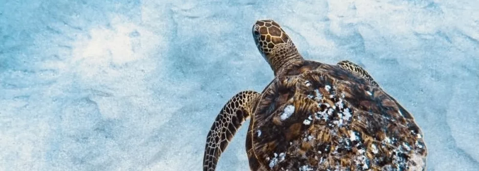 Swim with turtles and dolphins oahu