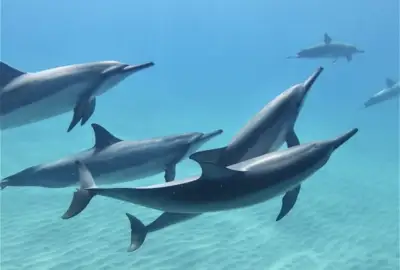 Swim with Wild Dolphins and Turtles: Dolphin swim oahu