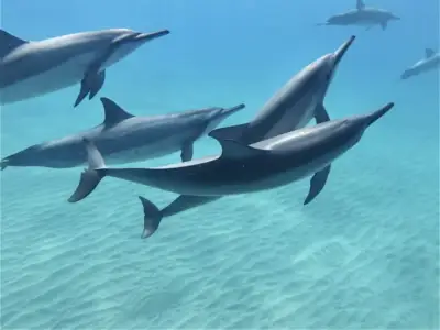 Swim with Wild Dolphins and Turtles: Dolphin swim oahu