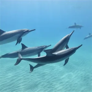 Swim with Wild Dolphins and Turtles