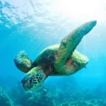 Waikiki Turtle Snorkel