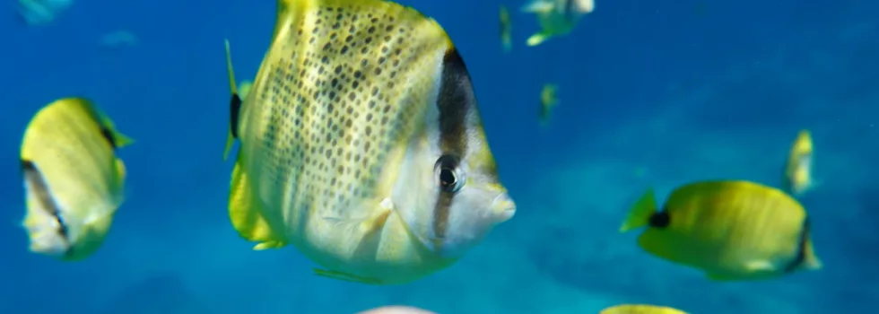 Reef snorkel waianae