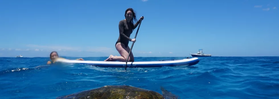 Turtle sup waianae