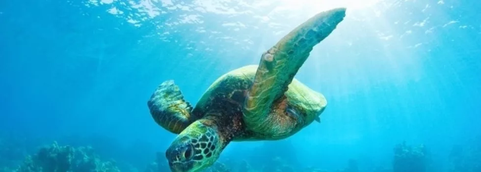 Waikiki Turtle Snorkel