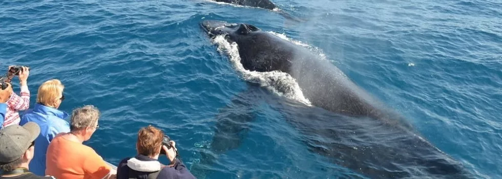 Whale watching waianae