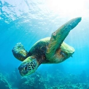 Turtle Reef Snorkel Boat in Waikiki